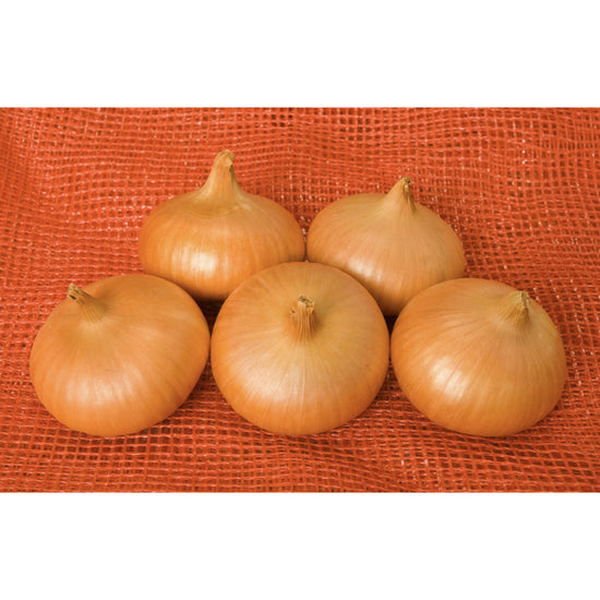 ONION; Stuttgart Giant
